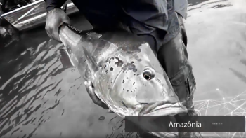 Pescando Tucunaré no Rio Negro